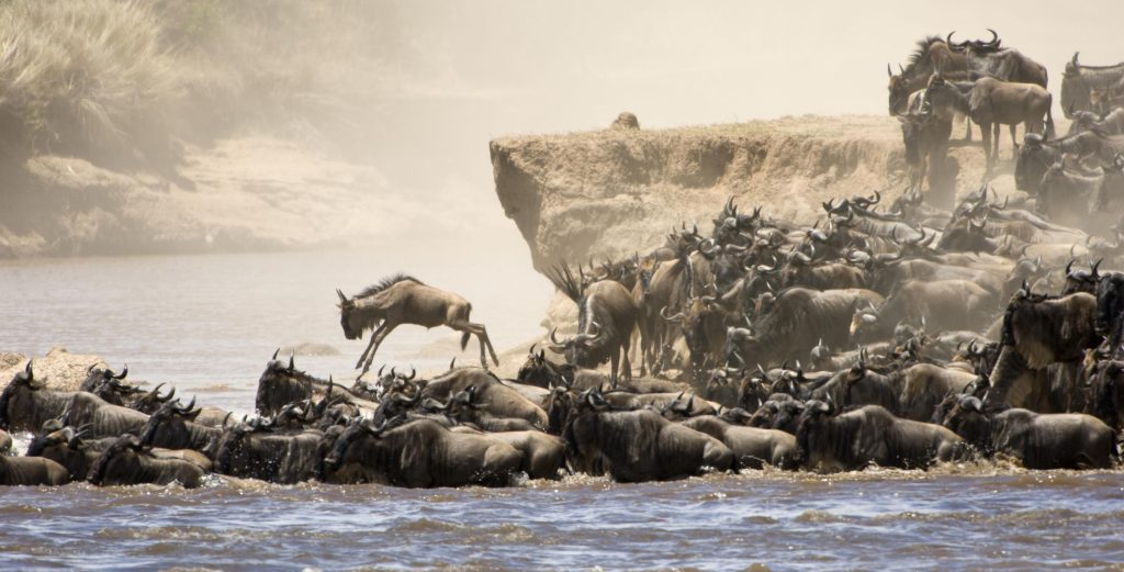 Wildebeest Migration