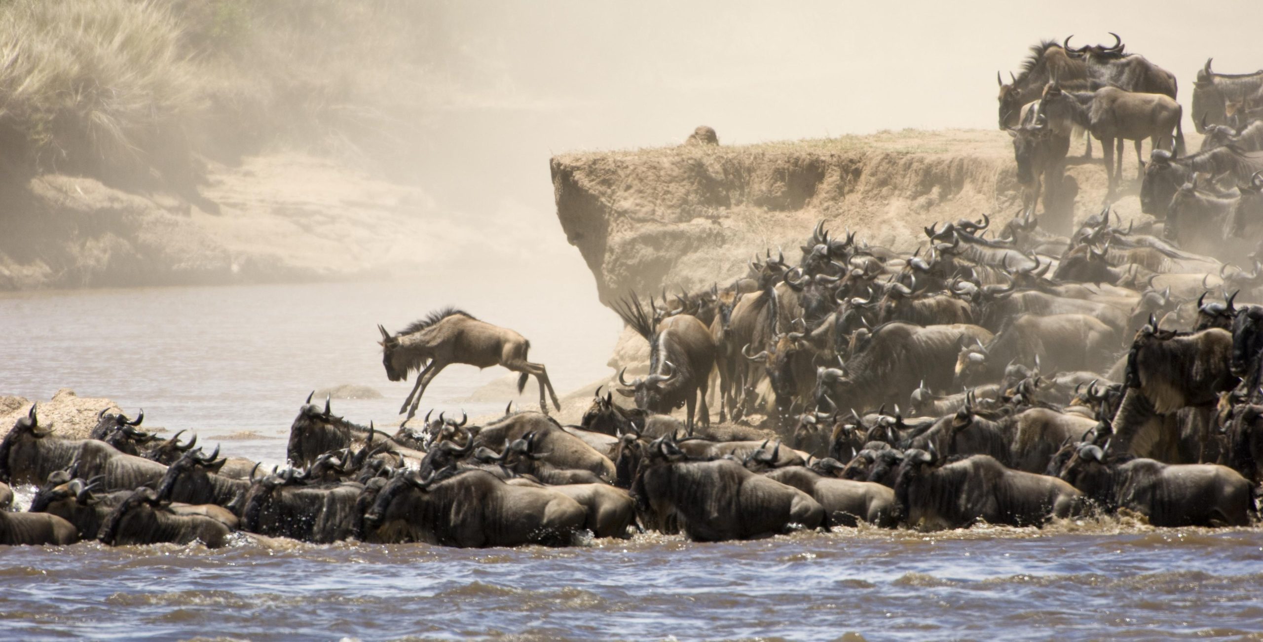 Dramatic wildebeest Crossing