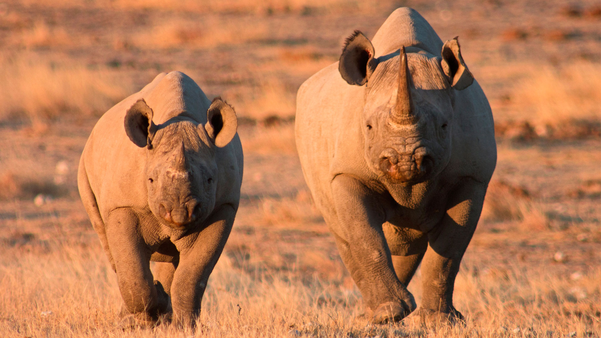 Black Rhinos, Etosha
