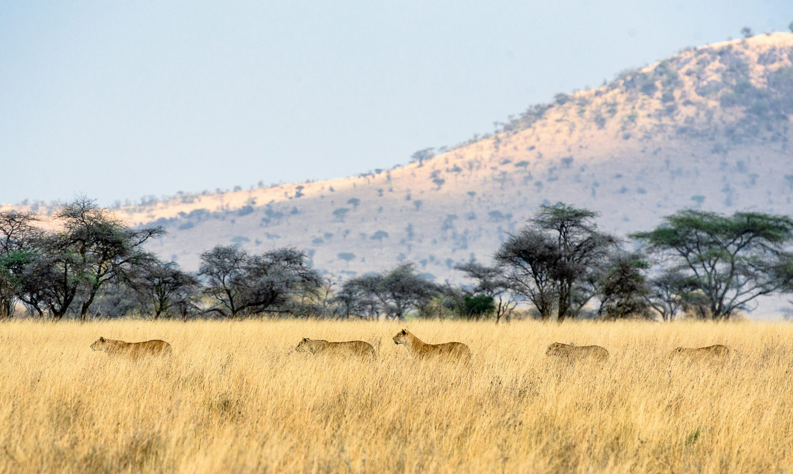 Serengeti lions