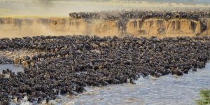 Wildebeest Migration