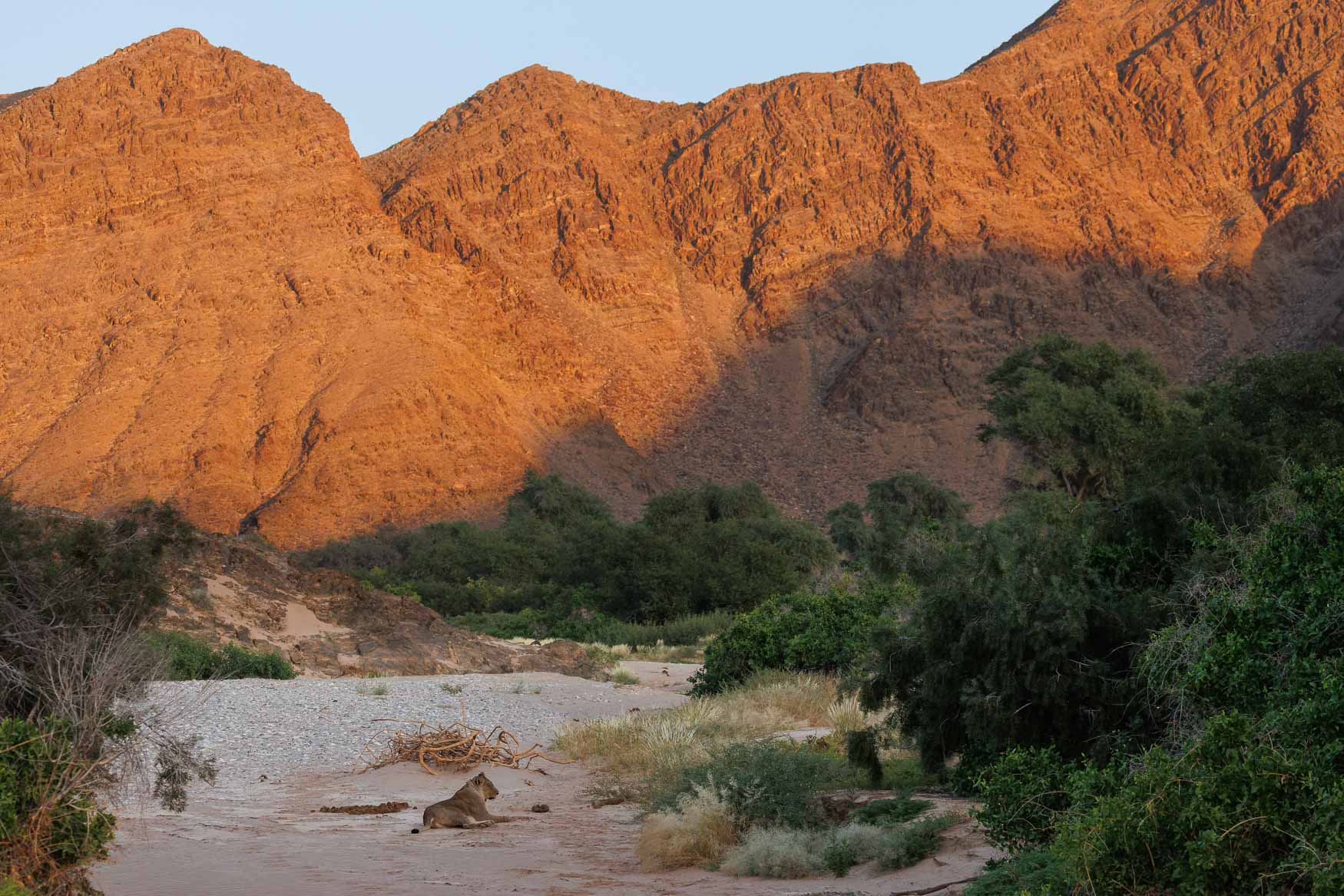Desert-Wildlife-of-Namibia