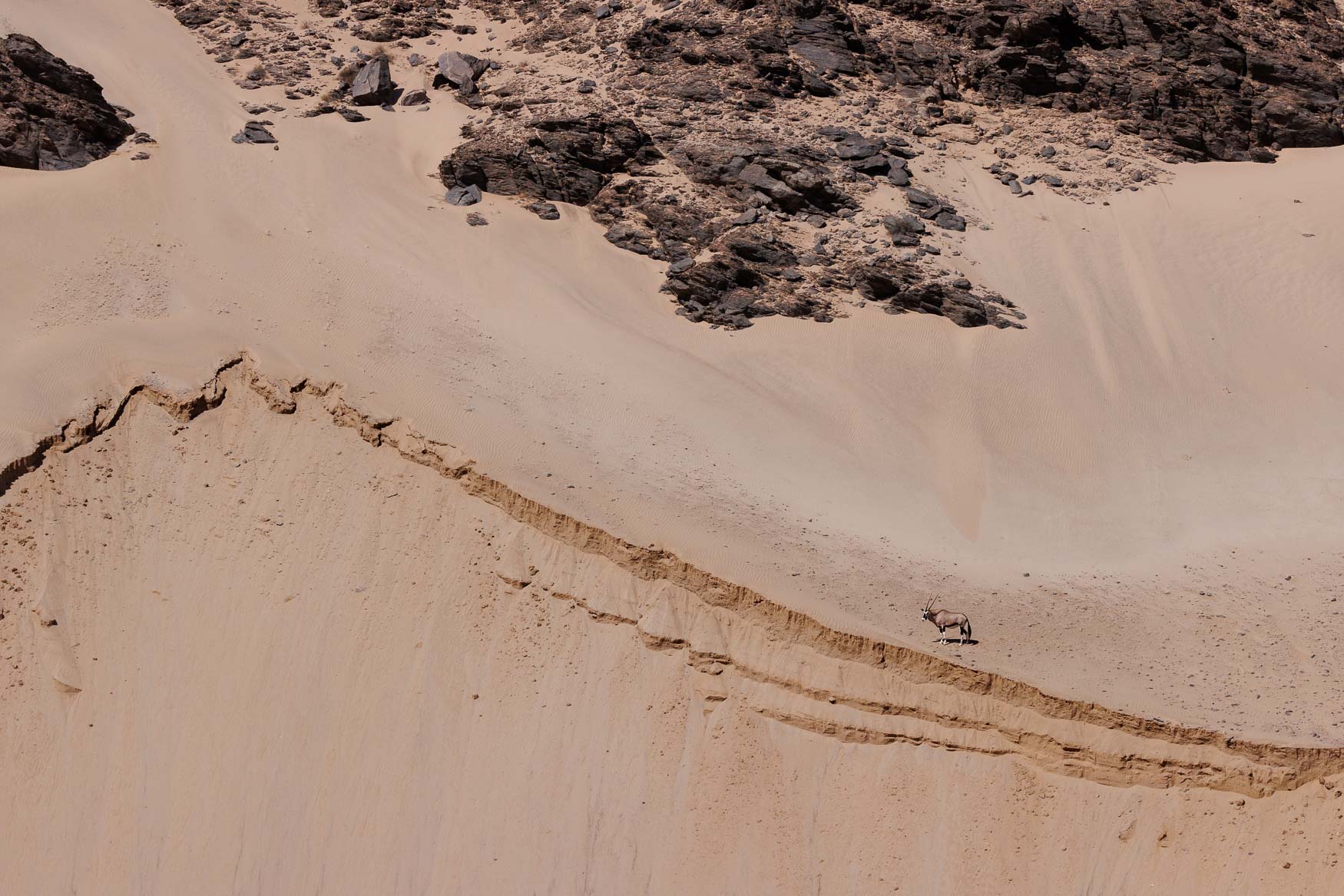 Desert Wildlife of Namibia