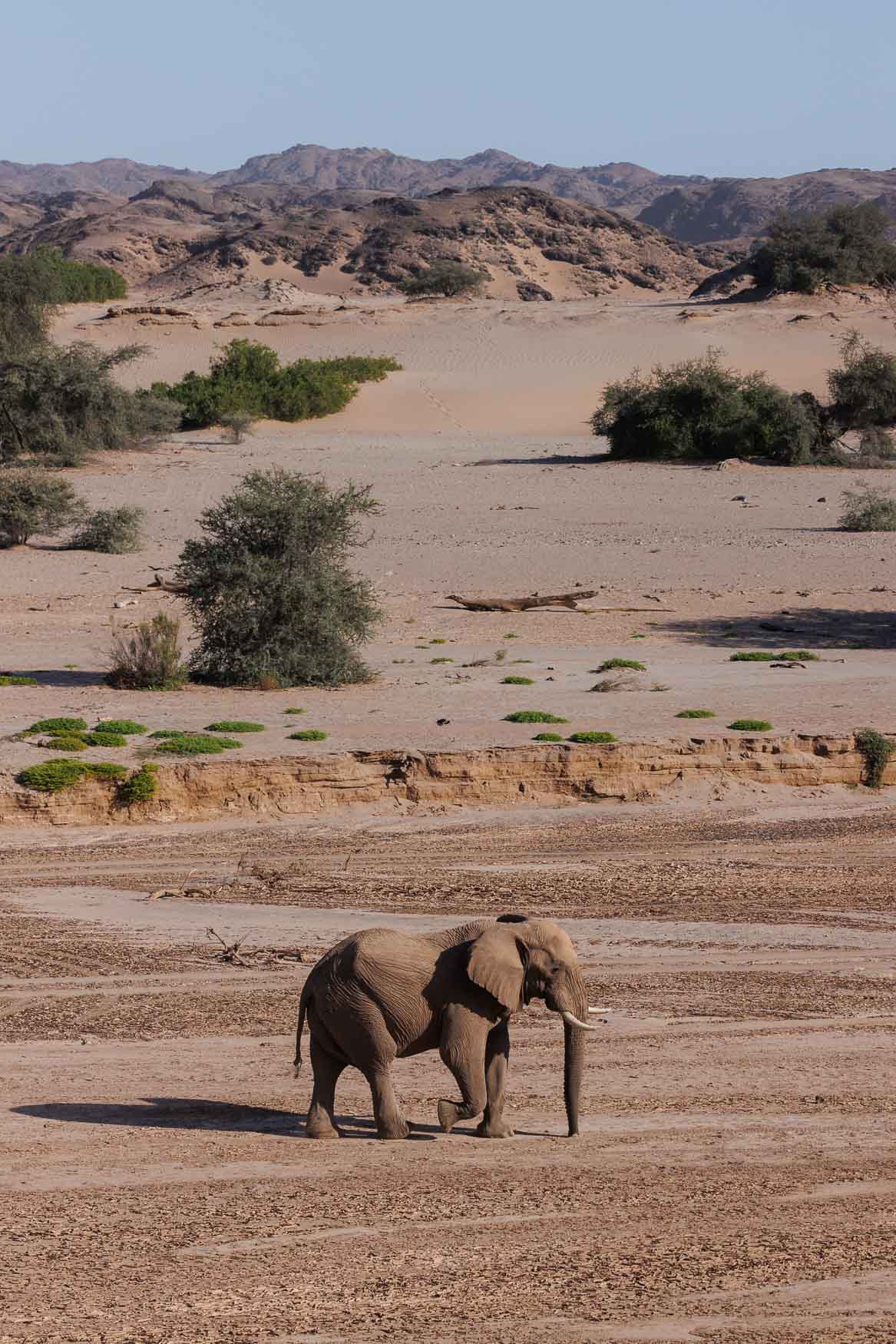 Desert-Wildlife-of-Namibia